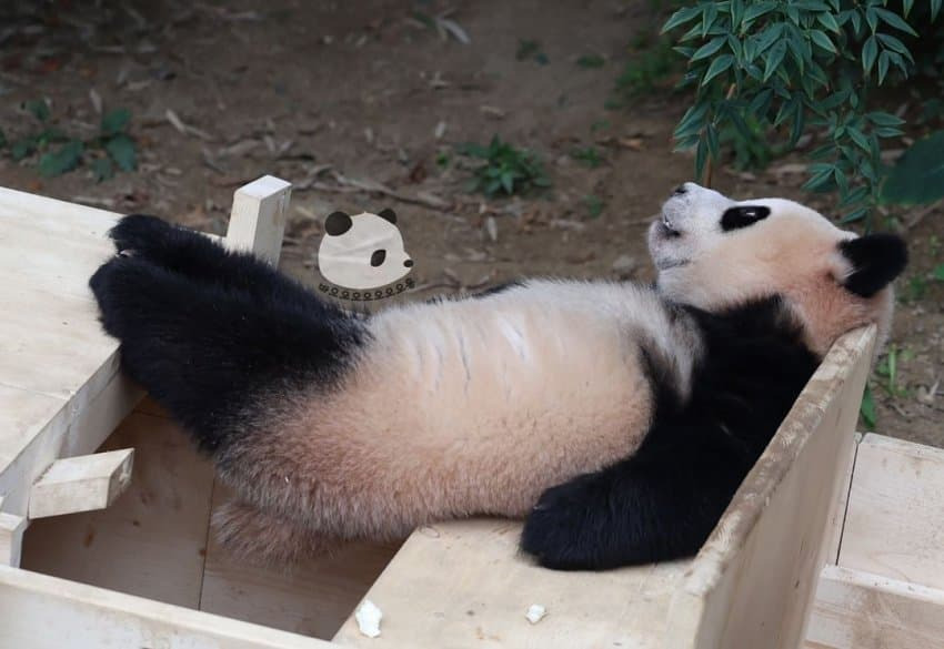 감자다리 후이바오🐼 | 인스티즈
