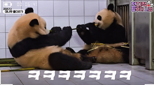 서로 알콩달콩 사이좋은 루이 후이바오 🐼 | 인스티즈