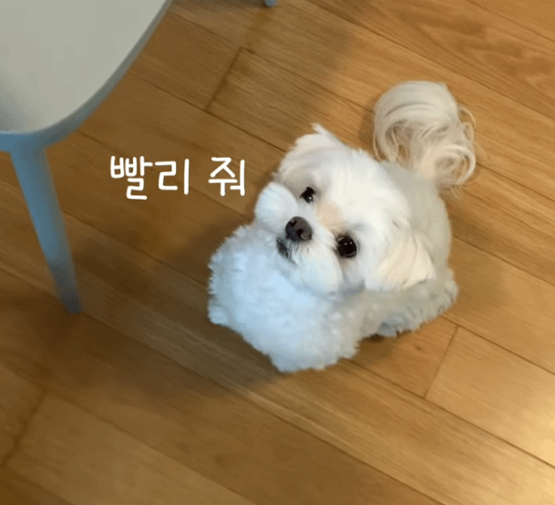 생일이 뭔진 모르겠지만 아무튼 신난 재롱이 | 인스티즈