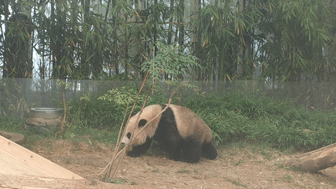 태어나서 첫 물놀이 체험중인 후이바오 루이바오 | 인스티즈