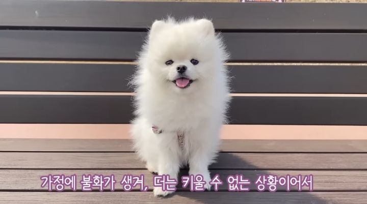 강아지가 두번이나 파양된 충격적인 이유.jpg | 인스티즈