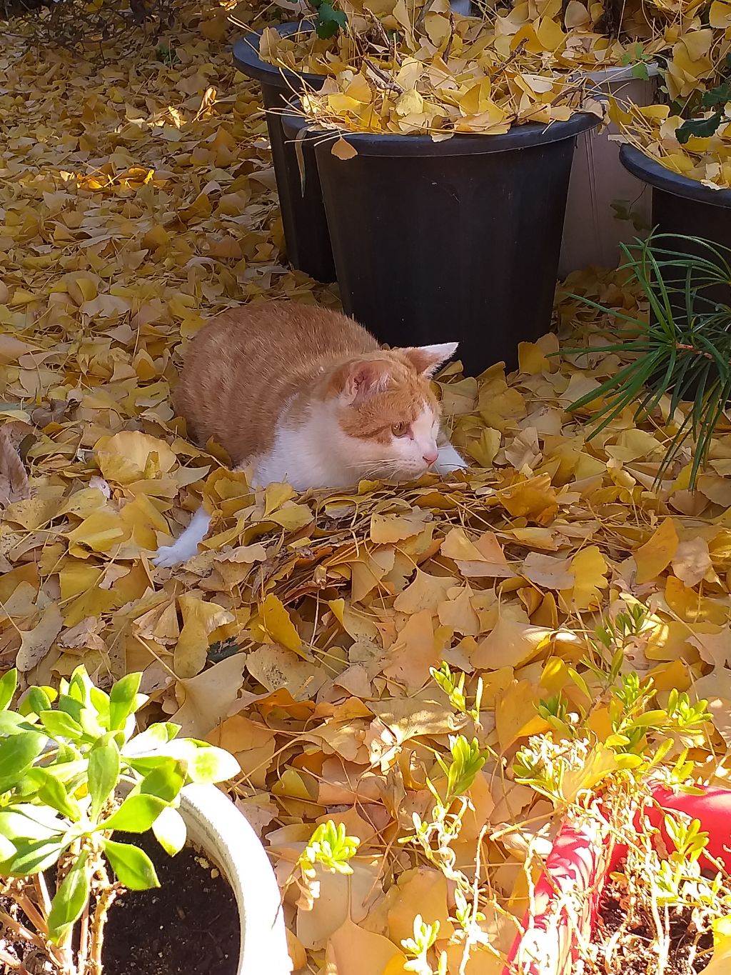 길에서 고양이 보면 사진을 안 찍고는 지나갈 수 없는 병에 걸림 😚🐈‍⬛🐈 | 인스티즈