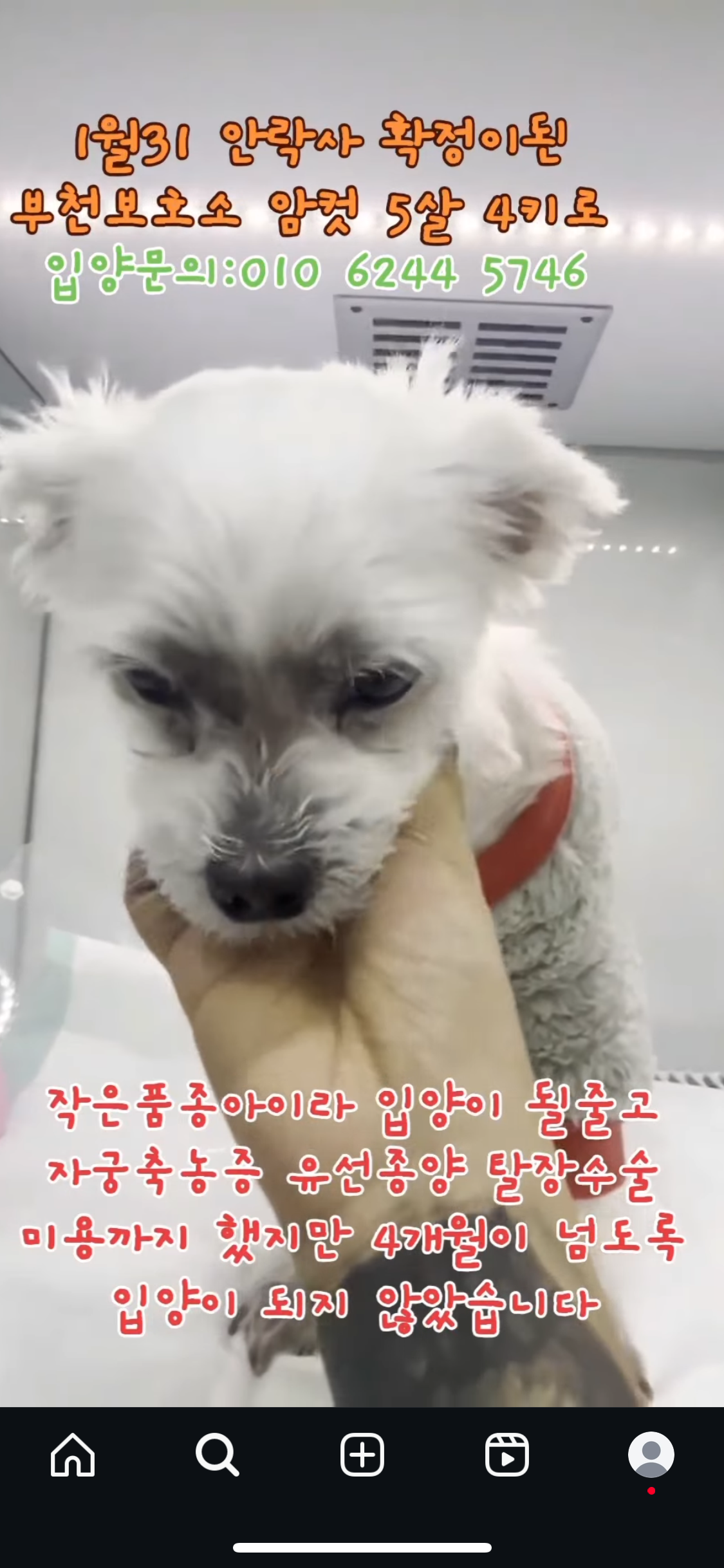 소형견이라 입양 갈 줄 알고 수술에 미용까지 했는데 | 인스티즈