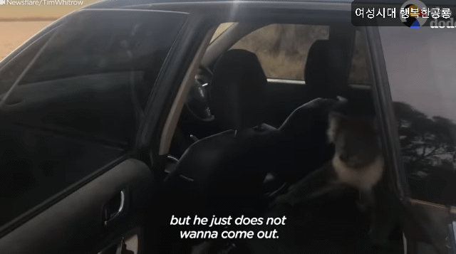 호주에서 더운 여름날에 차문을 열고 있으면 생기는 일.gif | 인스티즈