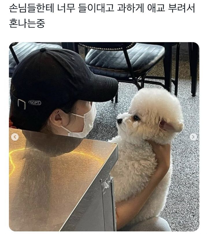 손님들한테 너무 들이대고 과하게 애교부려서 혼나는 중 | 인스티즈