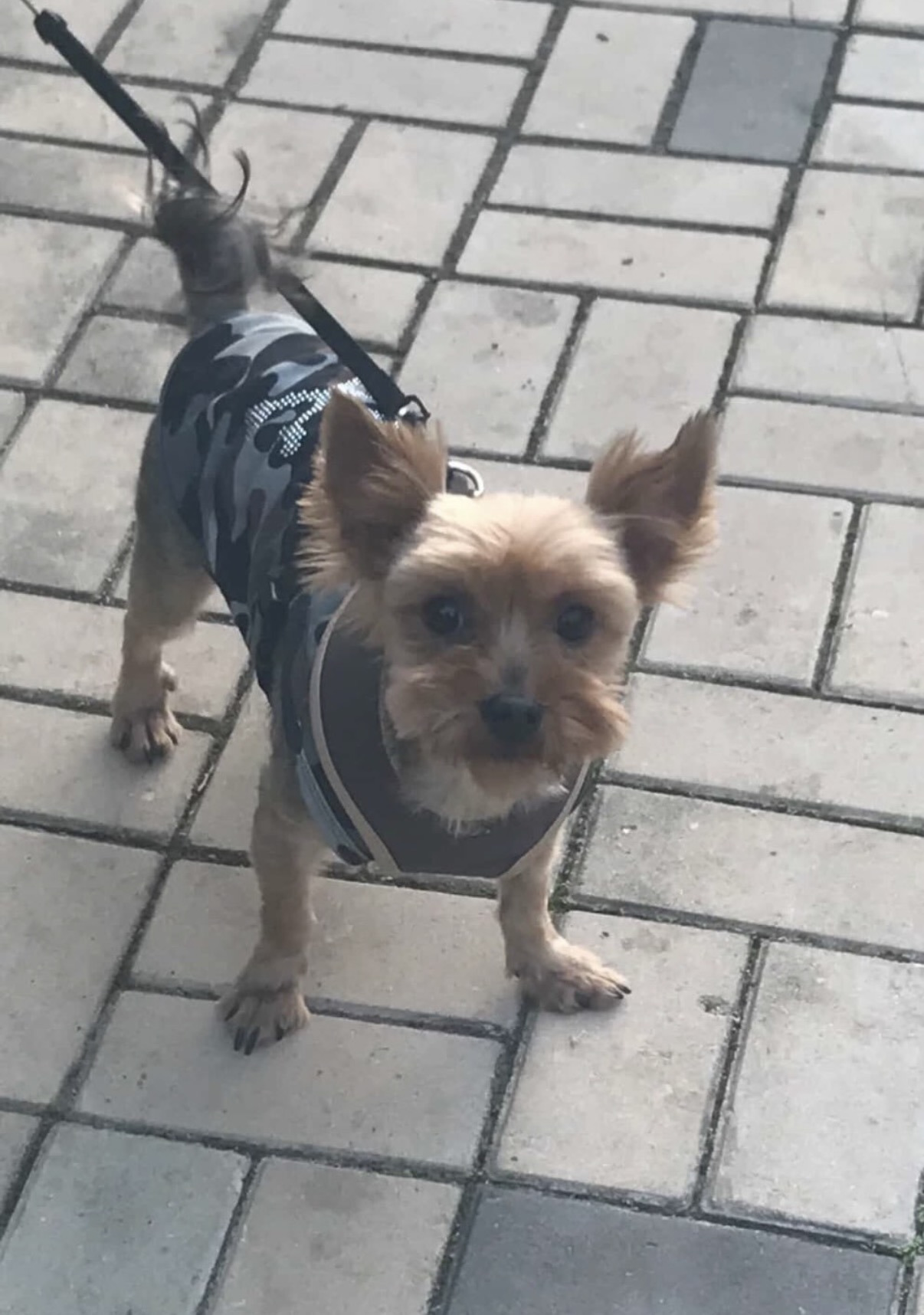 유실된지 6년만에 찾은 강아지 니루 | 인스티즈