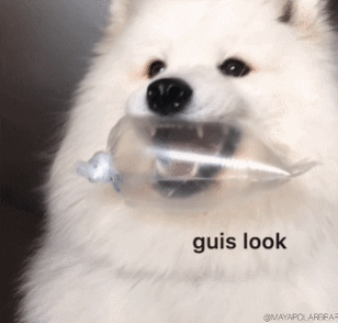 아스파라거스를 먹은 강아지 반응 gif | 인스티즈