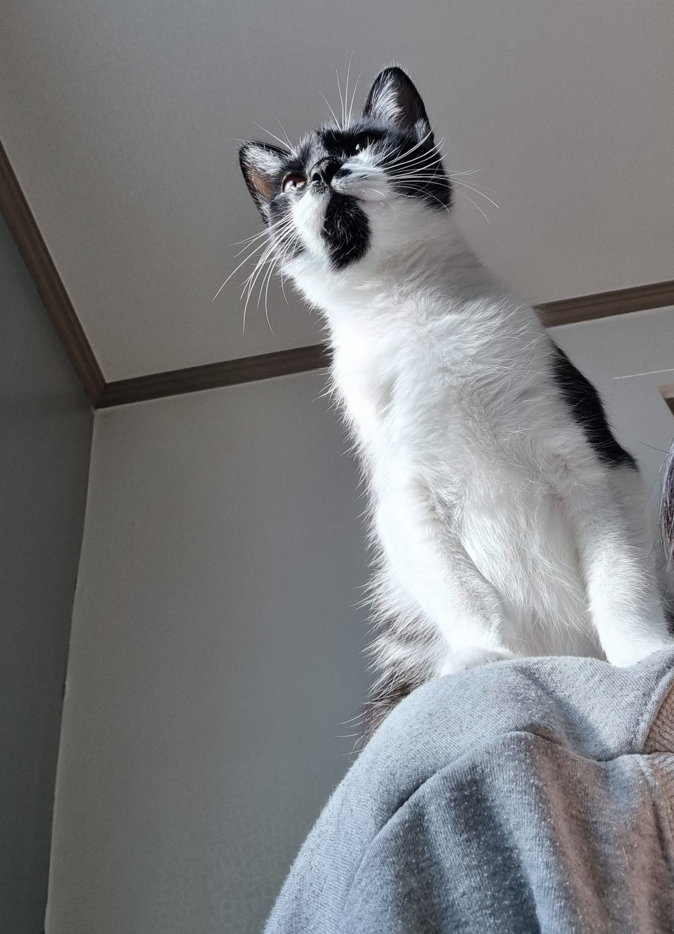 [입양홍보] 🌙✨️낭만을 아는 고양이가 있다?! 낭만고양이 호열이의 평생 가족을 찾습니다🌙✨️ | 인스티즈