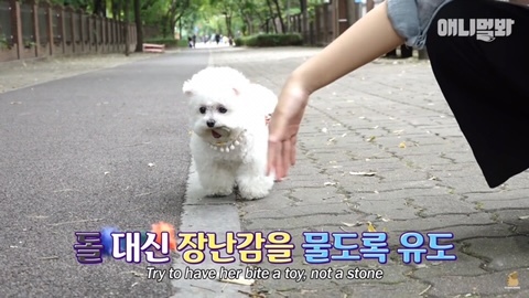 돌멩이를 물고 다니는 강아지 | 인스티즈