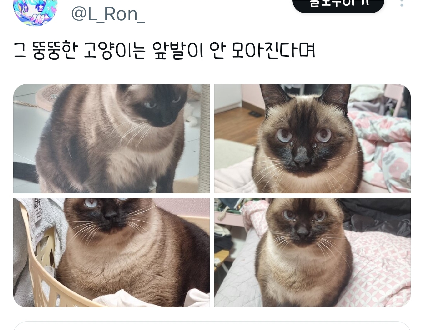 푸돼지 이미지