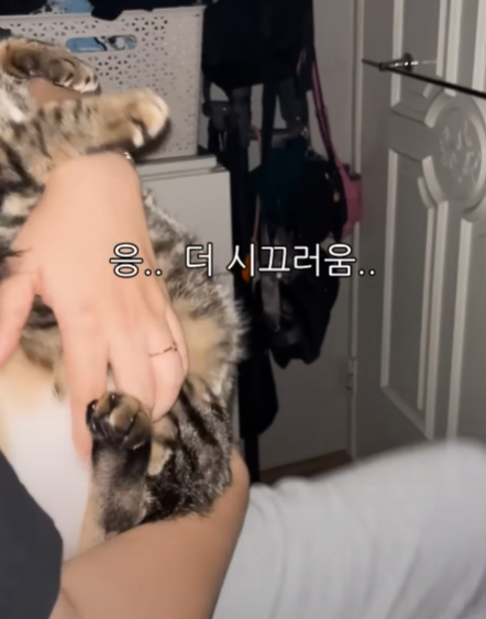 몰래 야식먹기위해 고양이 입다물게 하는 법 | 인스티즈