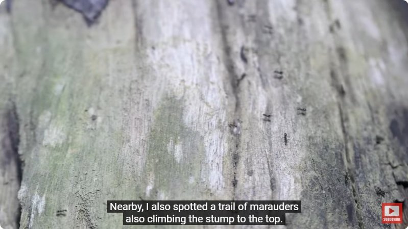 거대한 수조에 열대우림 환경을 조성해놓으면 생기는 일 - 4 | 인스티즈