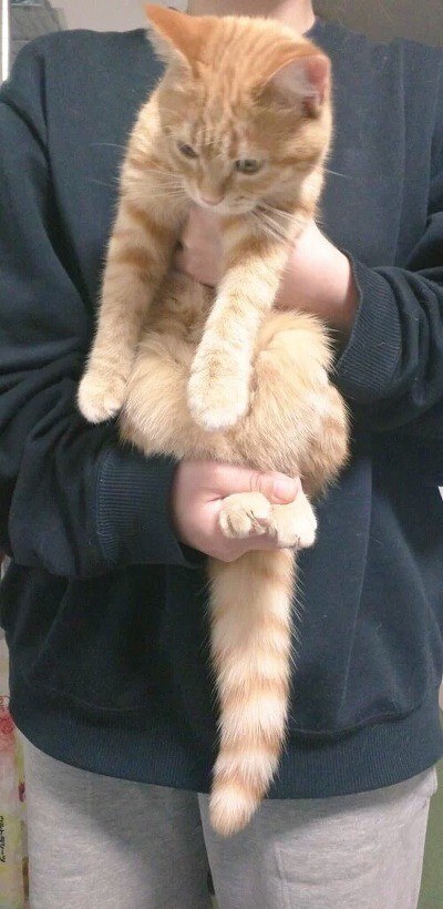 강아지랑 고양이 스트레칭 시켰는데 | 인스티즈