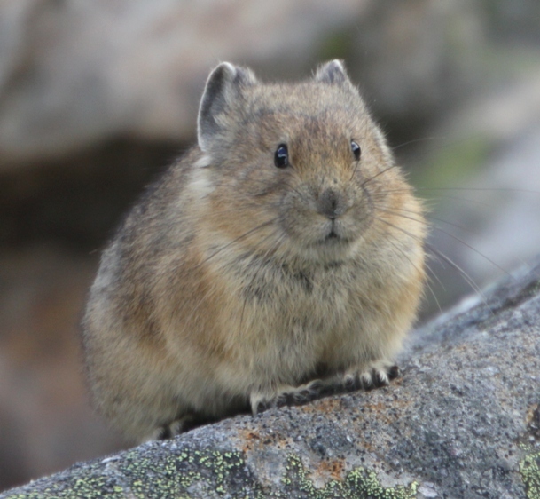 이름이 "우는 토끼”인 희귀 동물.jpg | 인스티즈