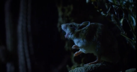 정말 멋지게 포효하는 메뚜기쥐(웅장함주의) | 인스티즈