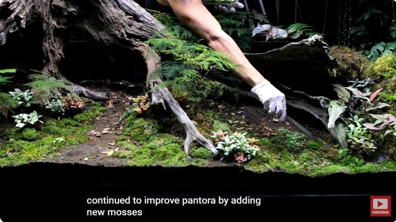 거대한 수조에 열대우림 환경을 조성해놓으면 생기는 일 - 3 | 인스티즈