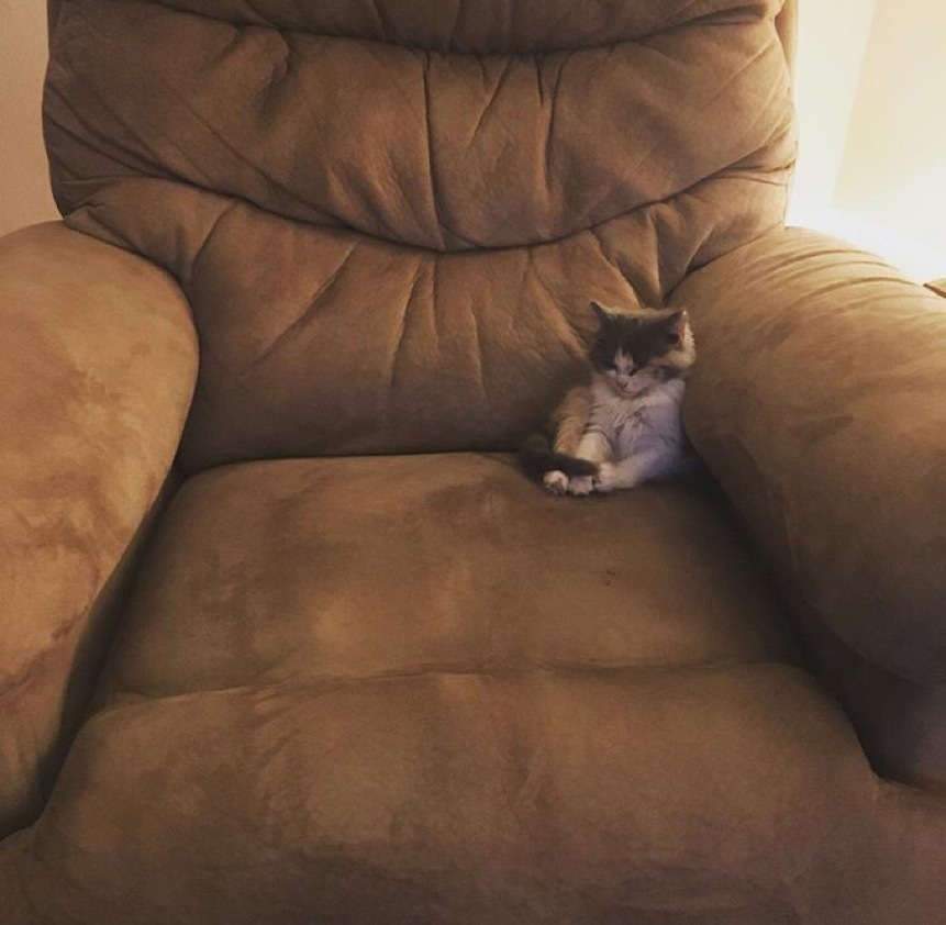 토요일의 고양이를 좋아하세요? | 인스티즈