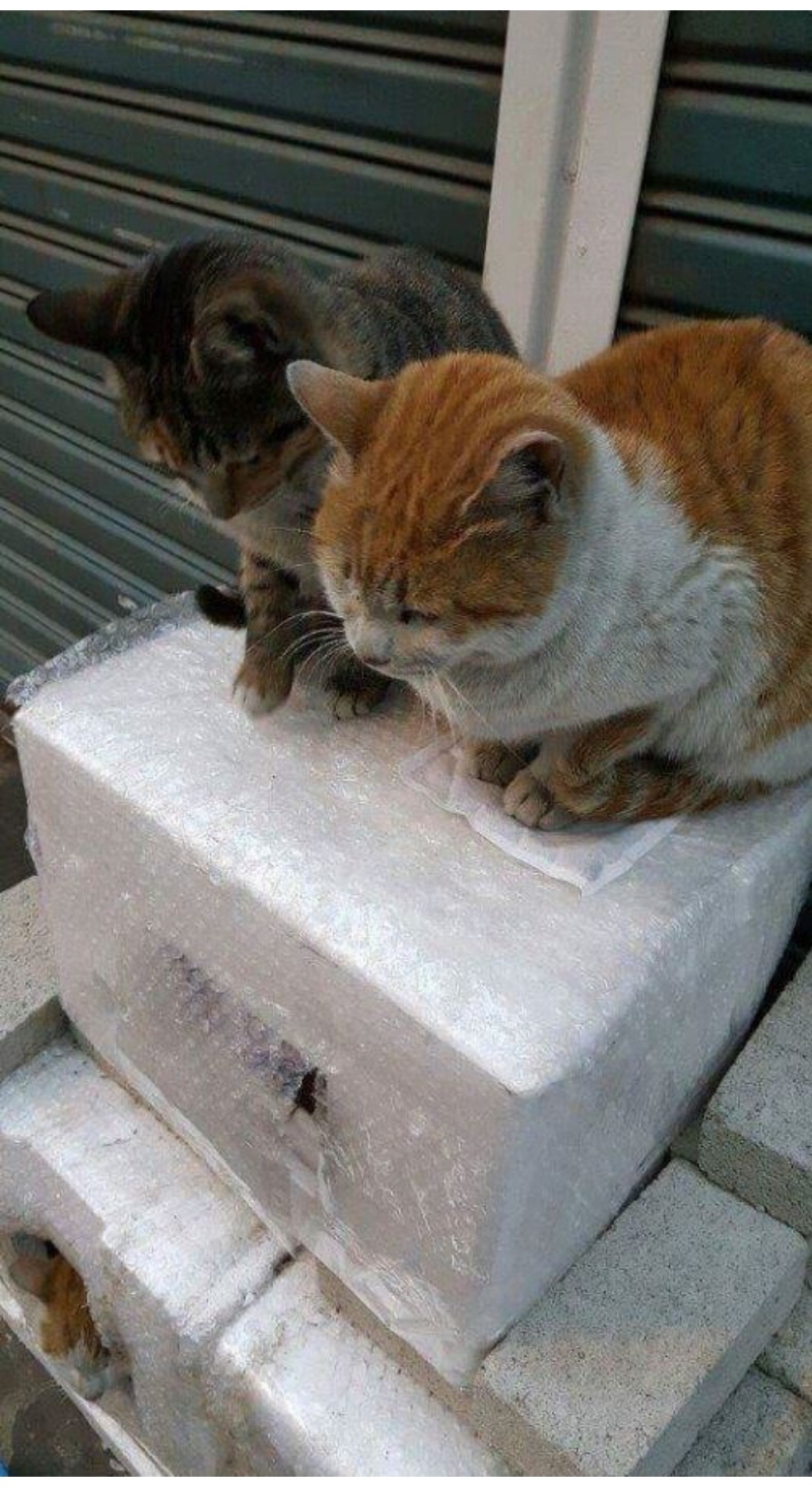 길냥이한테 핫팩 줄 때 조심해야 하는 이유 | 인스티즈