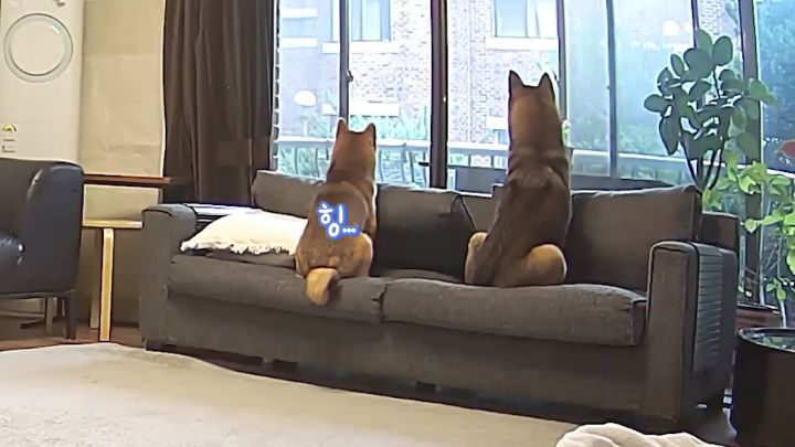 집에 강아지들끼리만 남겨졌을때 | 인스티즈