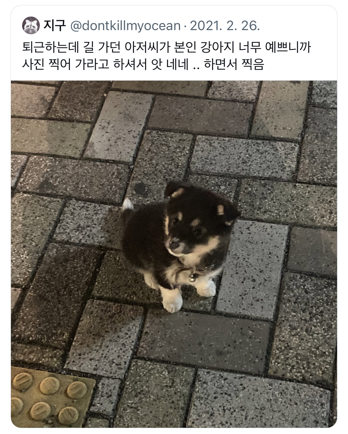 퇴근하는데 길 가던 아저씨가 본인 강아지 너무 예쁘니까 사진 찍어 가라고 하셔서.twt | 인스티즈