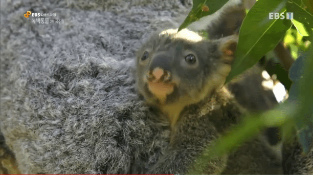 🐨 새끼 코알라랑 뽀뽀하면 안되는 이유 🐨 | 인스티즈