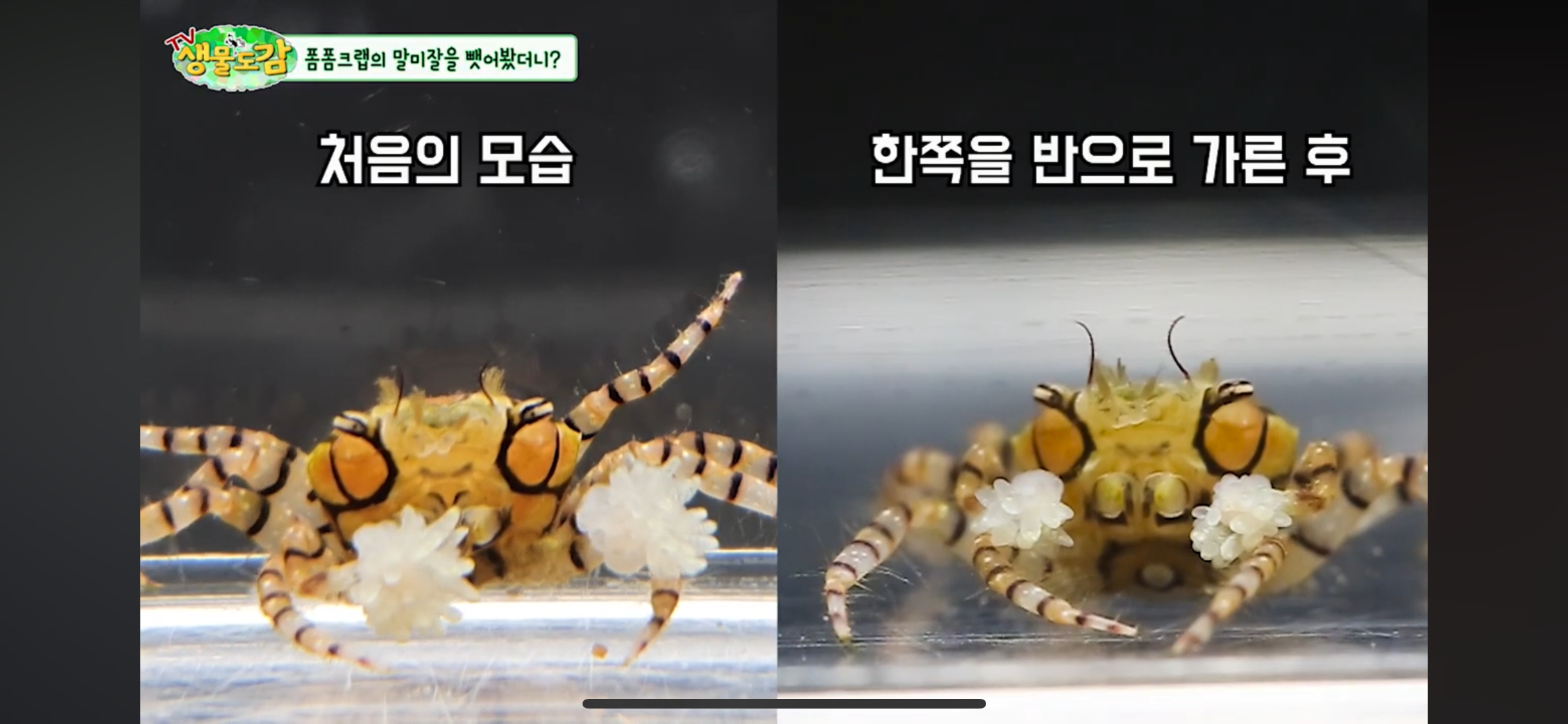 권투게에게 말미잘을 뺏으면.jpgif | 인스티즈