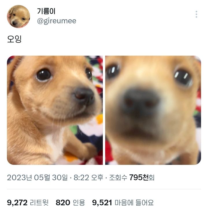 요즘 트위터에서 핫한 갱얼쥐 기름이 | 인스티즈