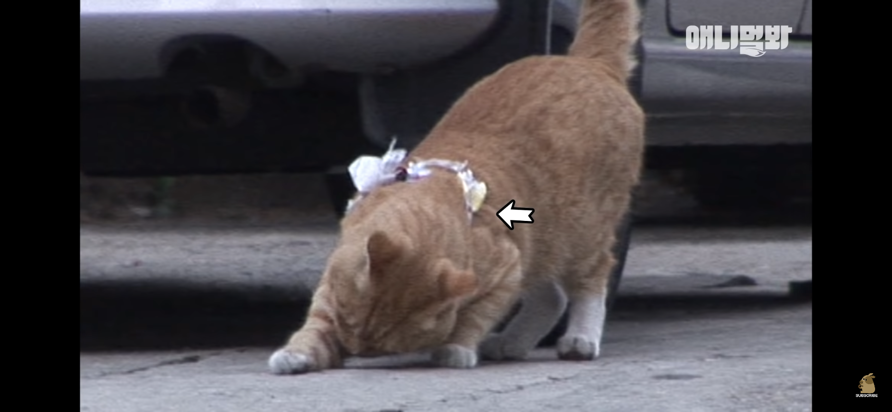 길고양이 목에 쪽지를 달자 생긴 영화같은 일 | 인스티즈