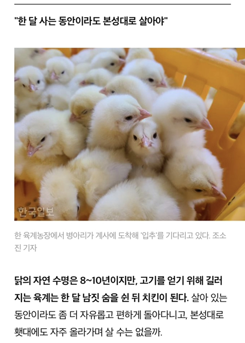 닭달치킨 이미지