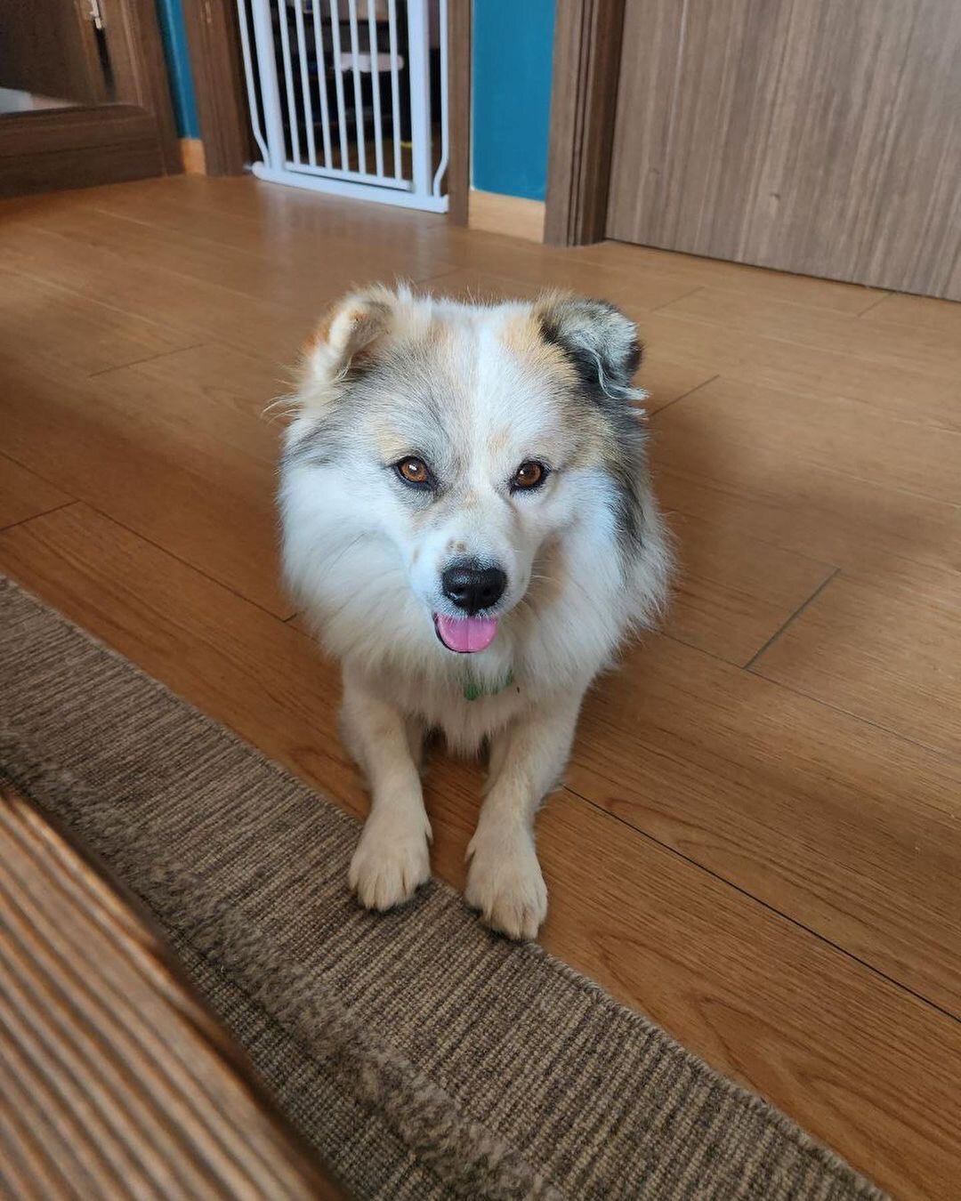 펫샵 NO! 유기견 입양한 연예인들 | 인스티즈