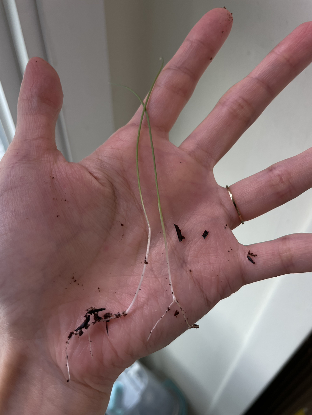 직접 기른 대파로 떡볶이 만들었어 | 인스티즈