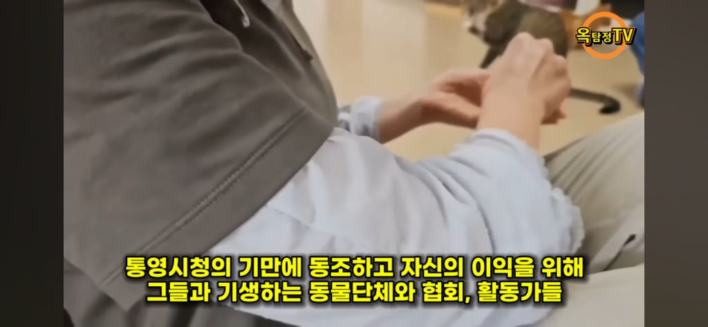 동물 구조(보호소) 경계해야함 / 고양이학교의 처참함 | 인스티즈