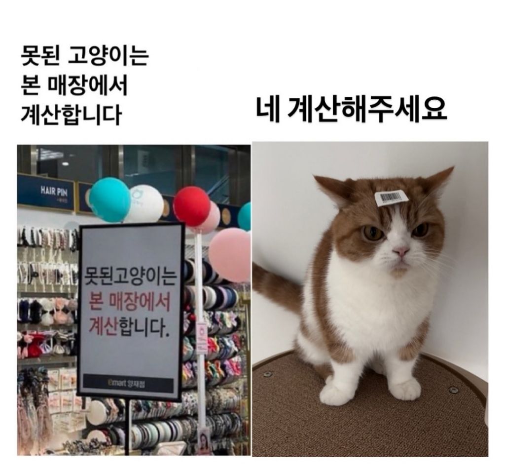 못된 고양이는 본 매장에서 계산합니다.twt | 인스티즈