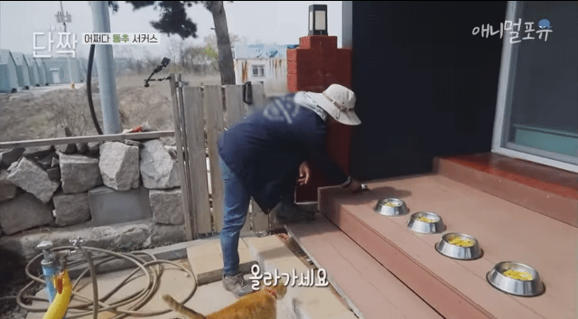 겁나 재밌게 사는 할아버지와 냥댕이들ㅋㅋㅋ.gif | 인스티즈