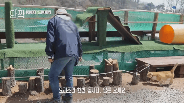 겁나 재밌게 사는 할아버지와 냥댕이들ㅋㅋㅋ.gif | 인스티즈