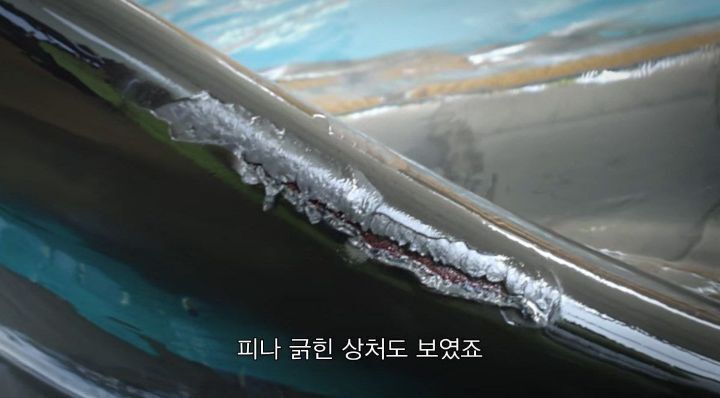 어느날 소방서에 고래가 조련사를 잡아 먹었다는 신고가 들어왔다 .jpg (스압주의) | 인스티즈