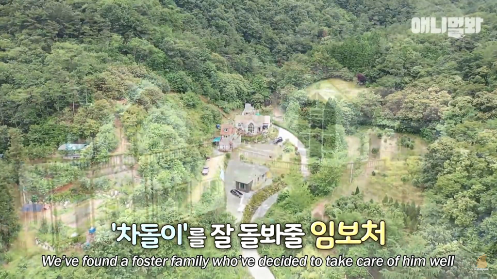 1년만에 자신을 두고 간 주인을 만난 강아지 반응 | 인스티즈