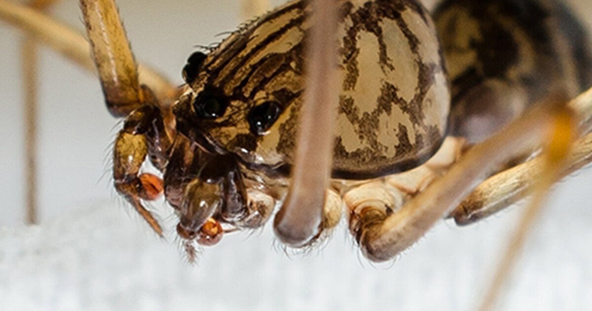 신기한 거미들 | 인스티즈