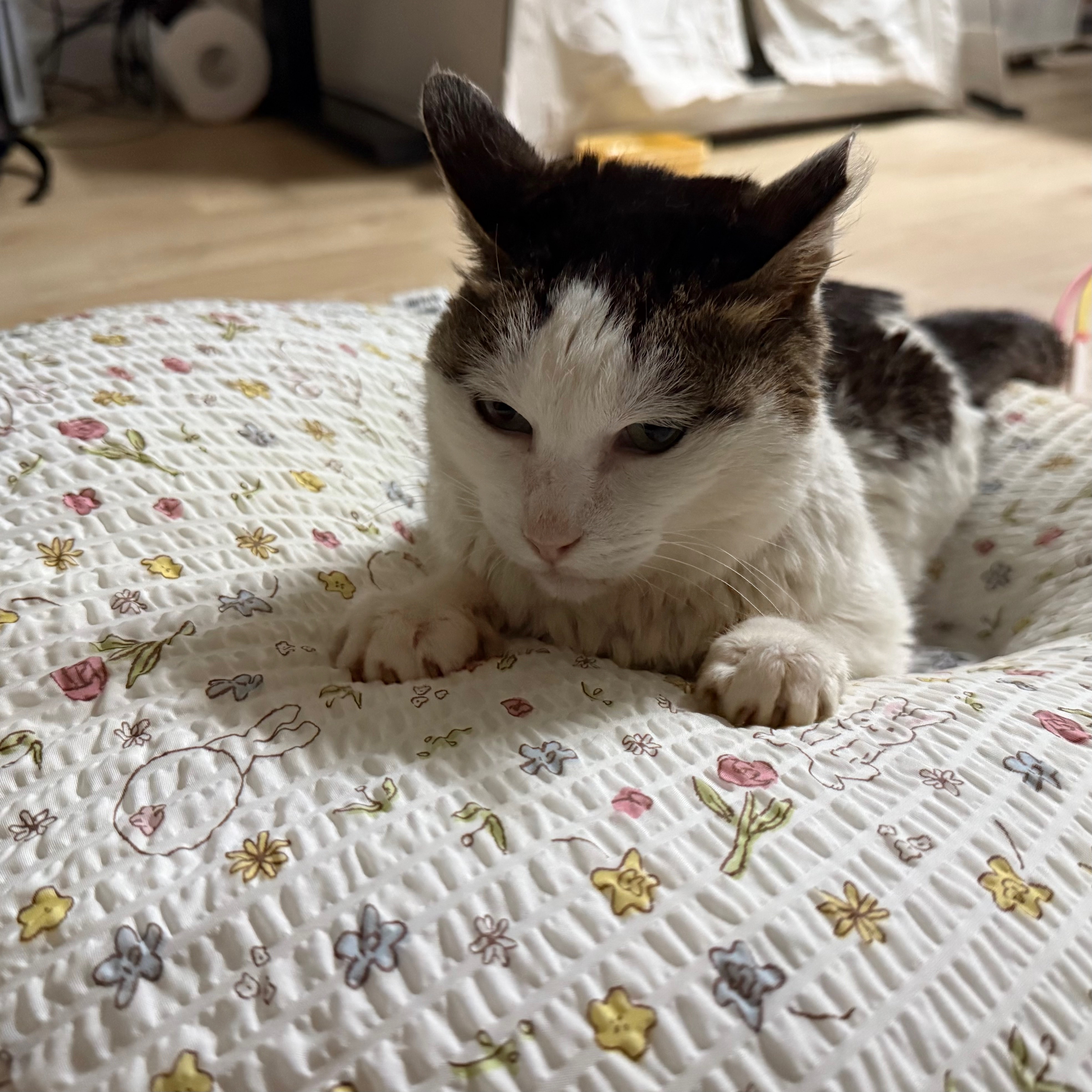 [입양홍보] 성묘 입양을 초보 집사에게 매우 추천합니다 | 인스티즈