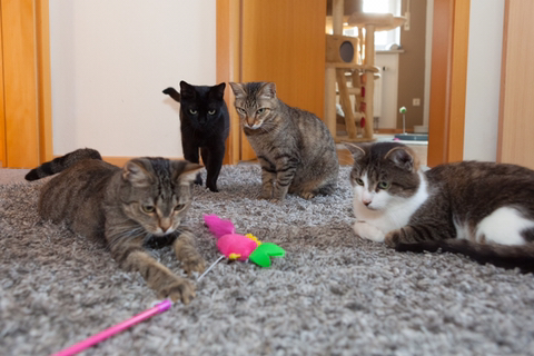 고양이가 쭉쭉 기지개를 켜는 이유 | 인스티즈