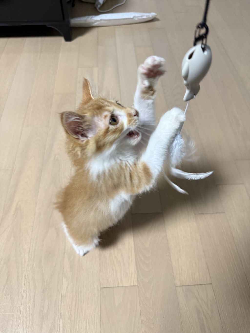 [입양홍보] 눈이 붙고 꼬리가 잘리고 링웜에 기아로 발견됐다 용된 고양이 - 품종느낌 사라졌다고 입양취소됨 | 인스티즈