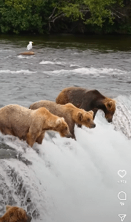 연어먹으려고 기다리는 곰들 | 인스티즈
