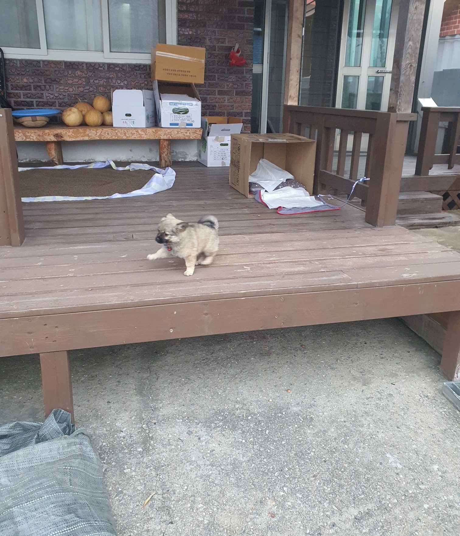 동네 친한 강아지 새끼낳았는데 나 자꾸 따라다녀 (동물농장/ 사진많음) +사진추가 | 인스티즈