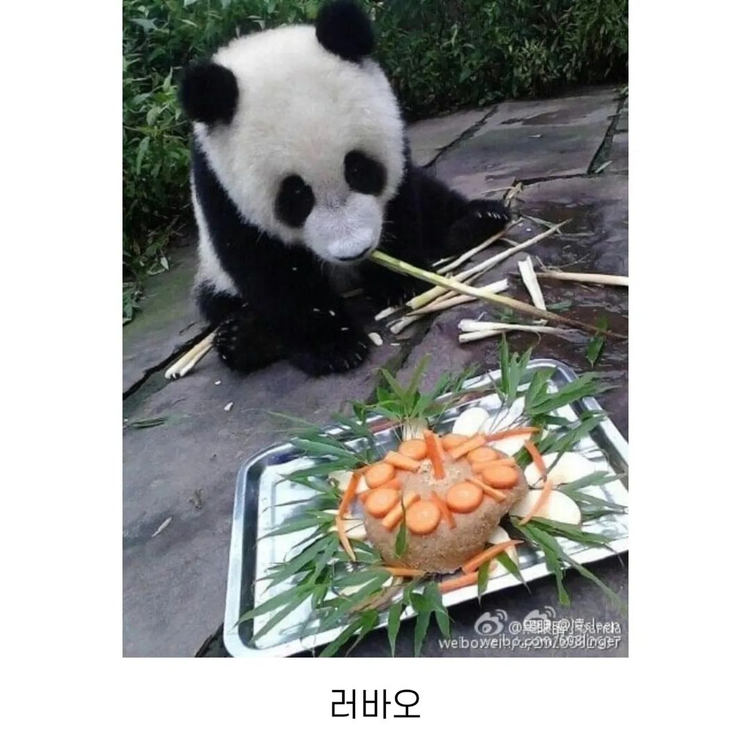 러바오 아이바오 푸바오 각각 1살때.jpg | 인스티즈