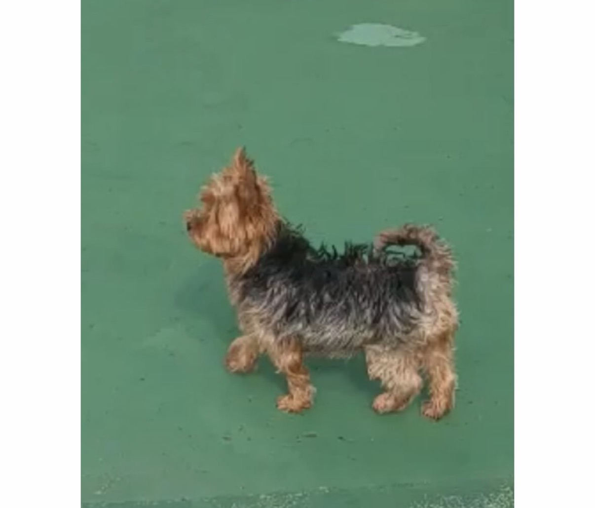 유실된지 6년만에 찾은 강아지 니루 | 인스티즈