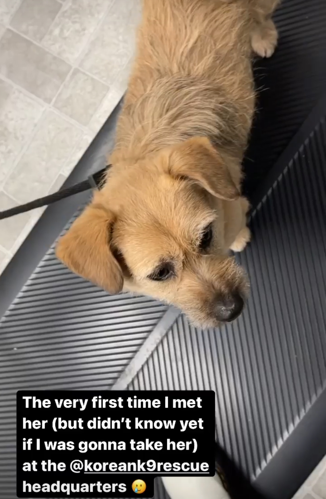 아콰피나가 키우는 한국 유기견 출신 행운이 | 인스티즈