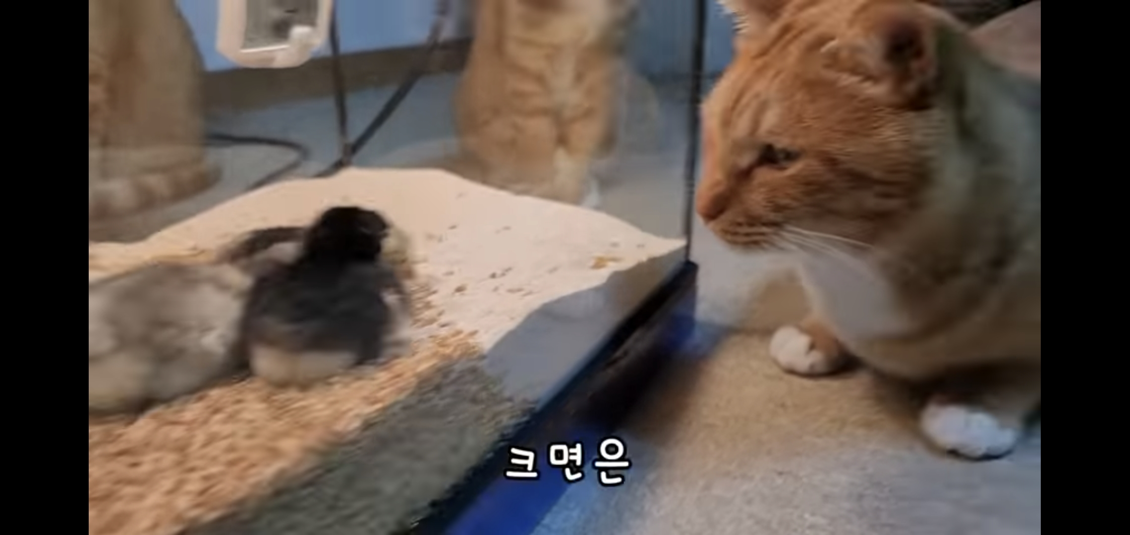 오늘자 폭력적이고 불쌍한 영상 올린 유튜버 매탈남.jpg | 인스티즈