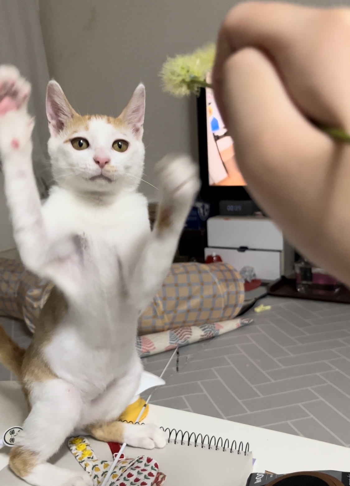 고양이랑 놀아주는 방법 | 인스티즈