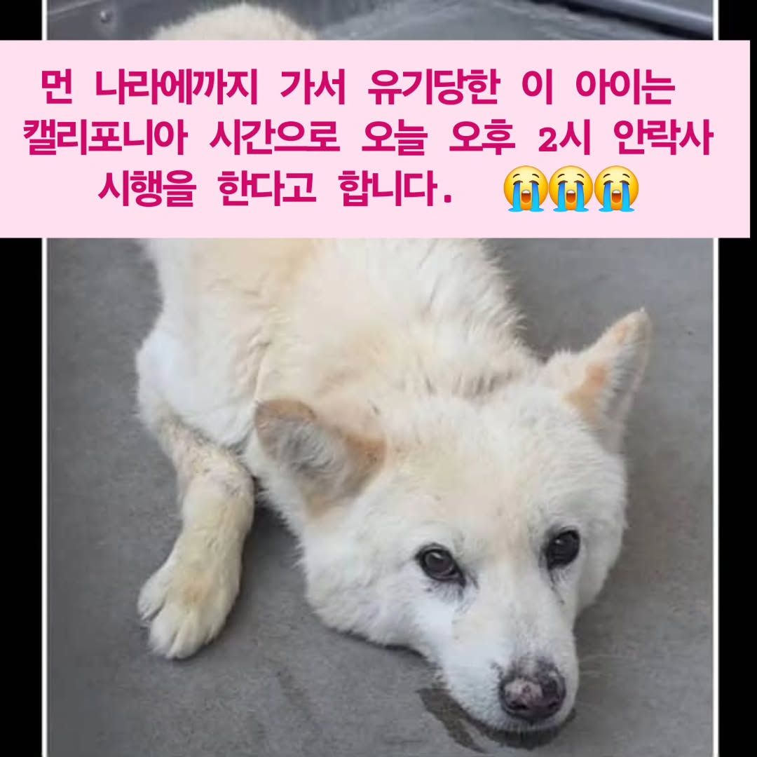 해외 입양까지 갔지만 유기 당해 안락사 된 진도 믹스 | 인스티즈