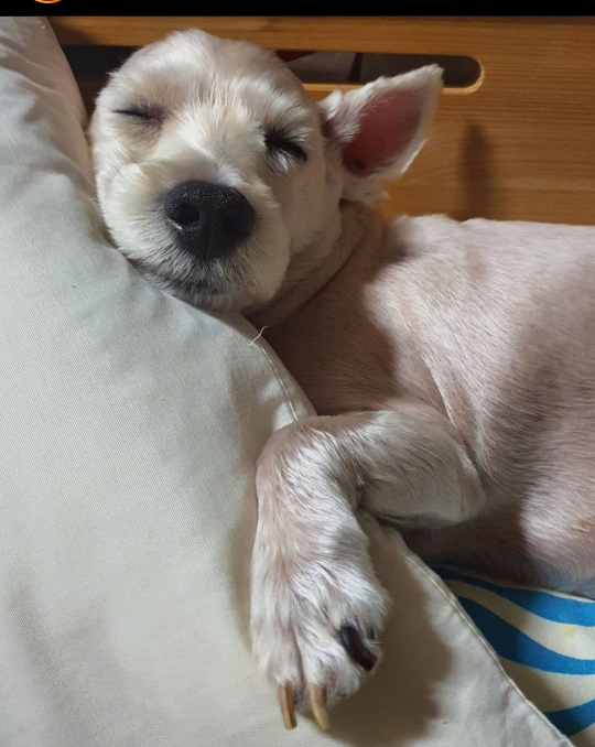 한소희♥류준열 해명에…칼든 강아지짤 '강쇠' 뜻밖의 스타 등극 | 인스티즈